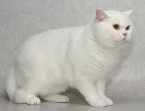Белые британцы: фото британских белых котов, кошек, котят  